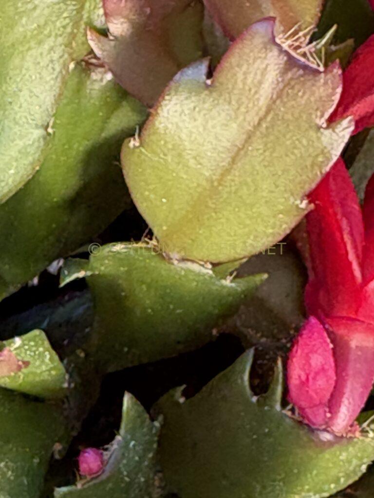 Schlumbergera 'Marja'