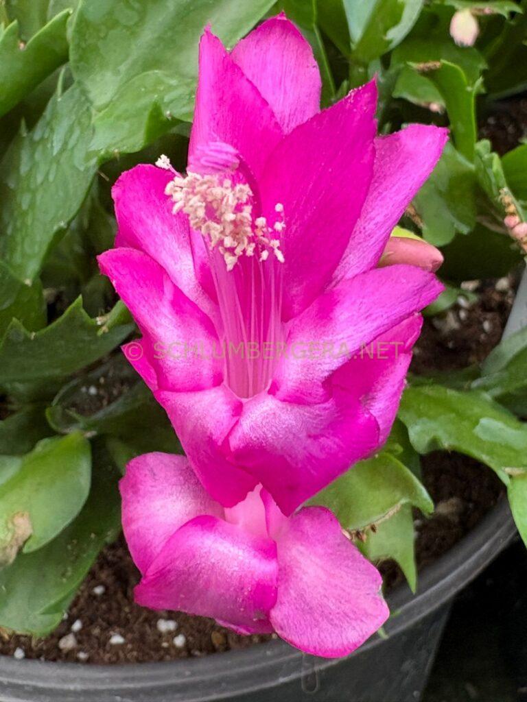 Schlumbergera 'Murabilia'
