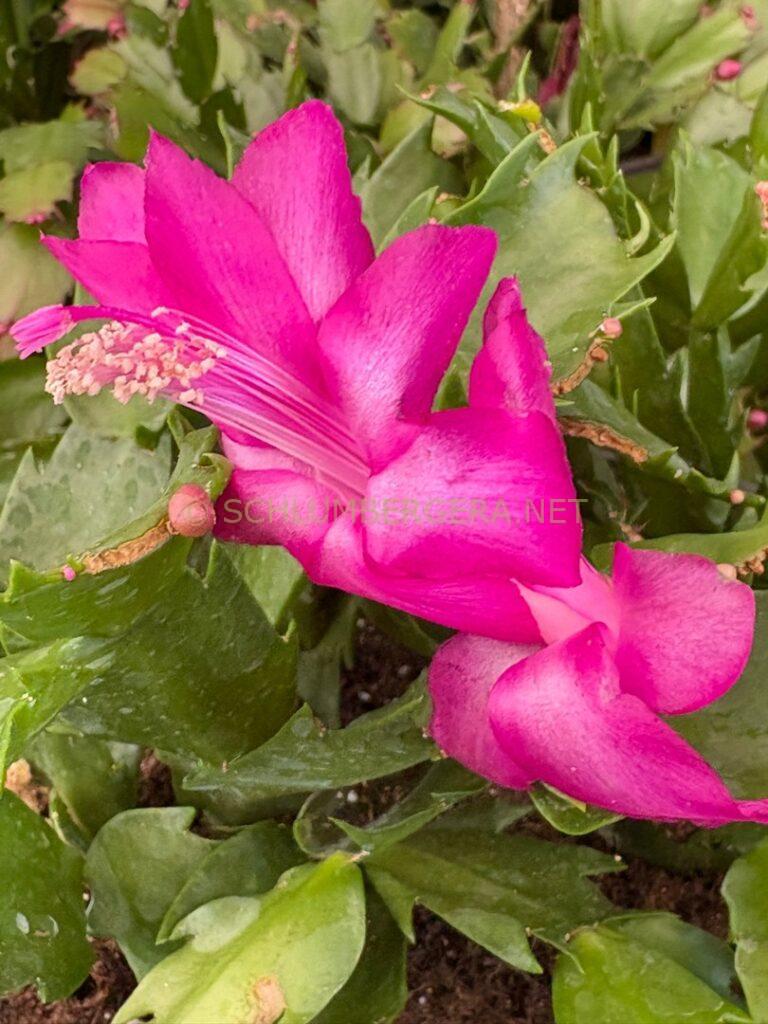 Schlumbergera 'Murabilia'