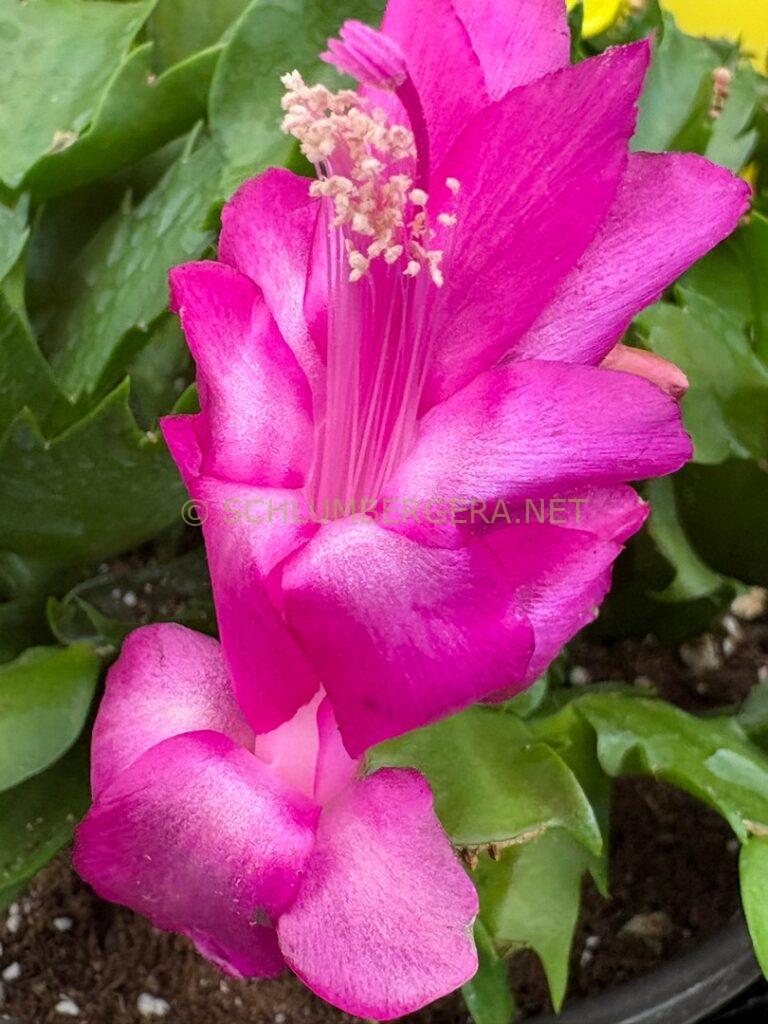 Schlumbergera 'Murabilia'