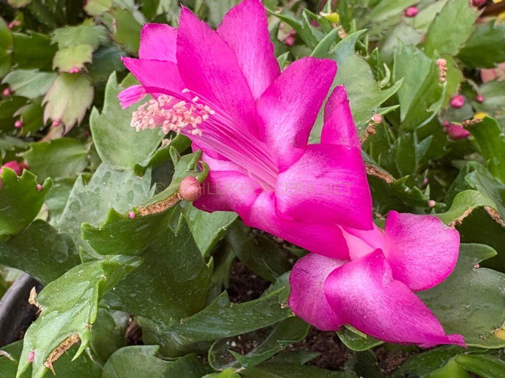 Schlumbergera 'Murabilia'