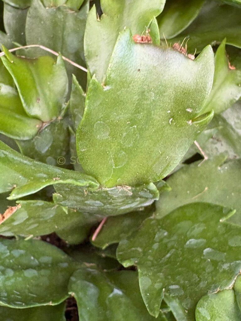 Schlumbergera 'Murabilia'