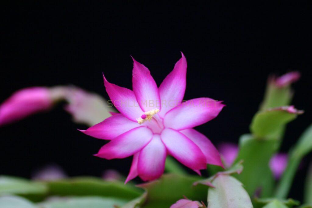 Schlumbergera 'Proud Tina'