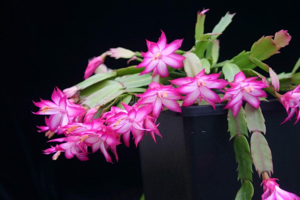 Schlumbergera 'Proud Tina'