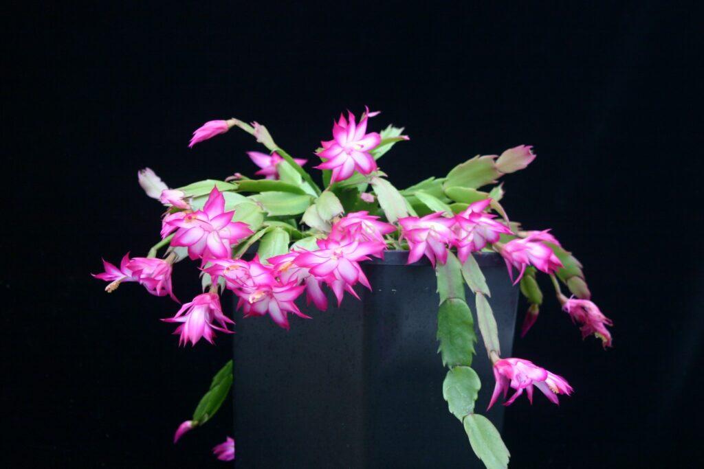 Schlumbergera 'Proud Tina'