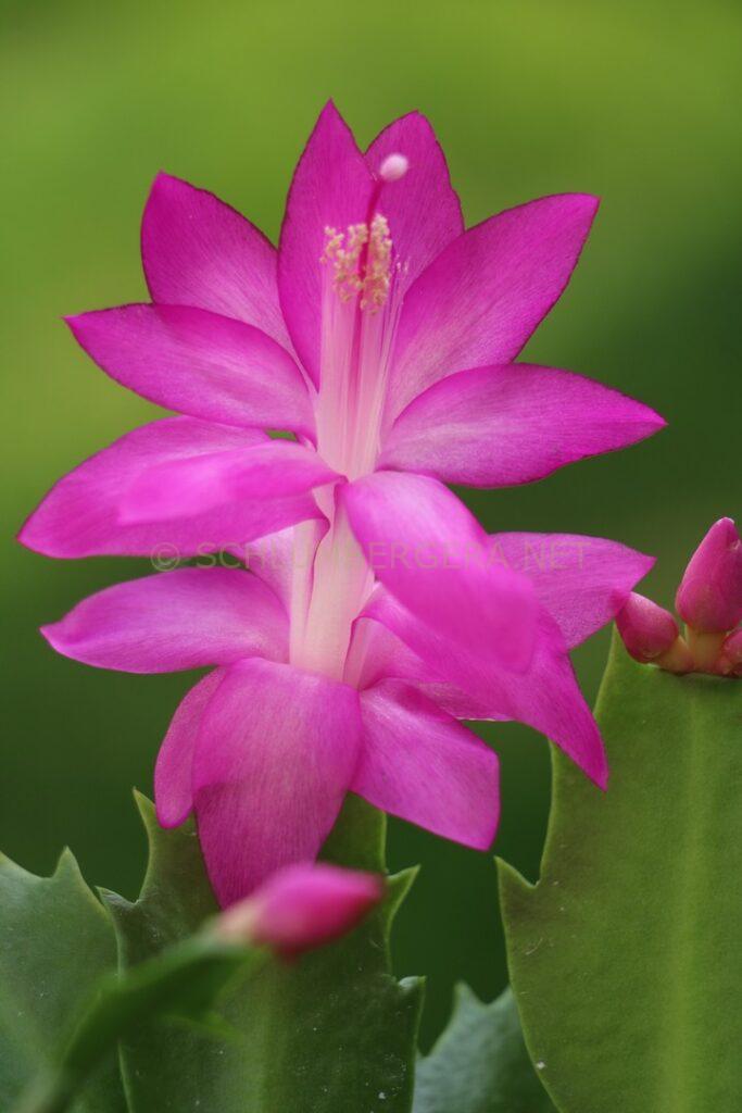 Schlumbergera 'Robert Kuettle'