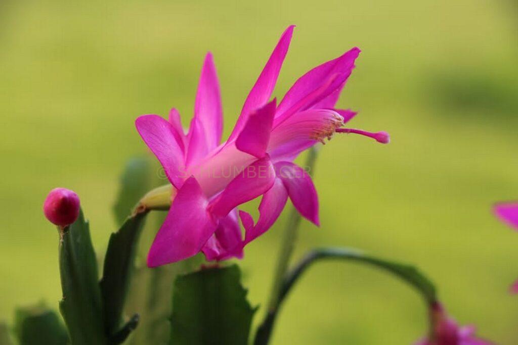 Schlumbergera 'Robert Kuettle'