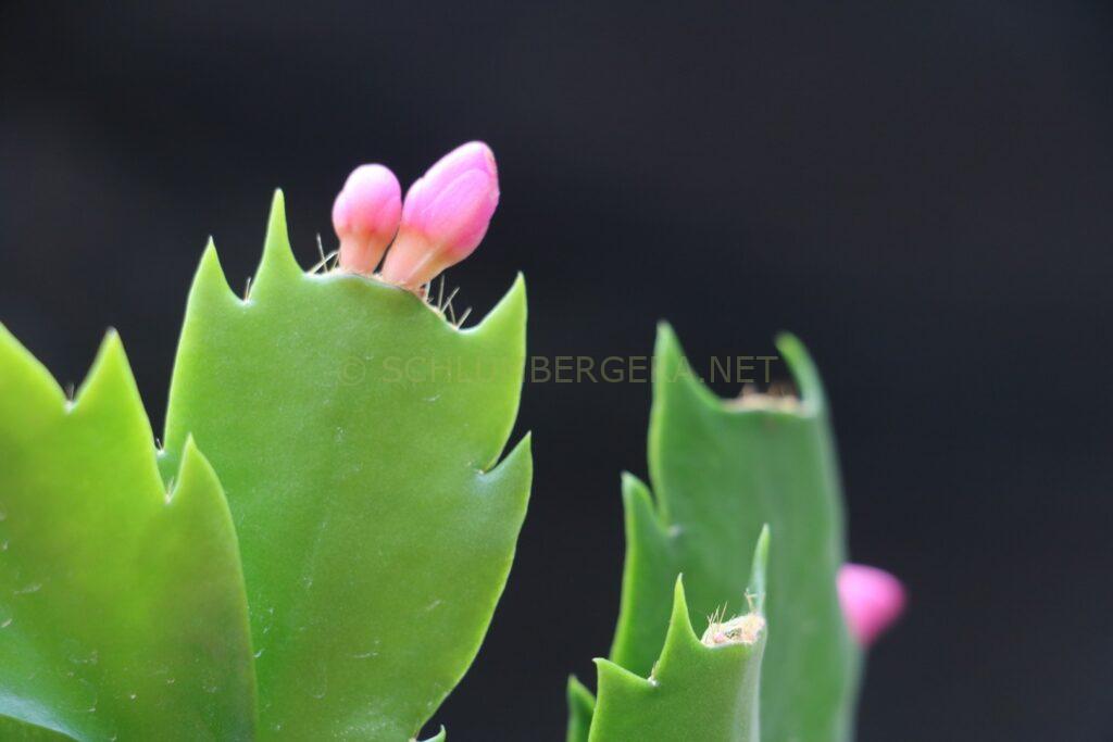Schlumbergera 'Robert Kuettle'