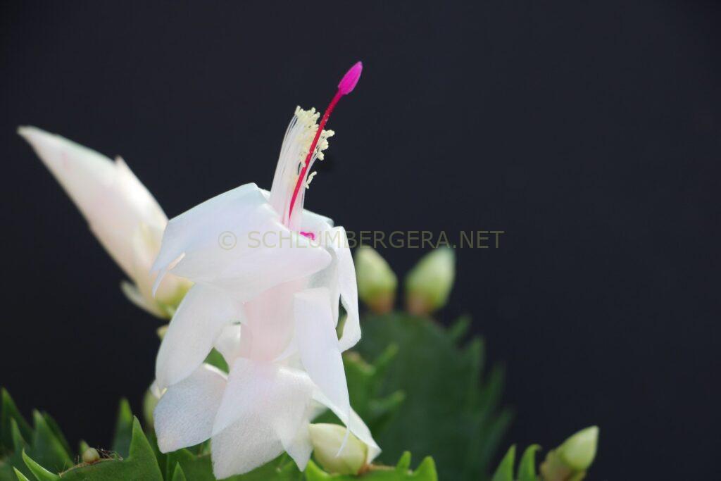Schlumbergera 'Snow Drive'