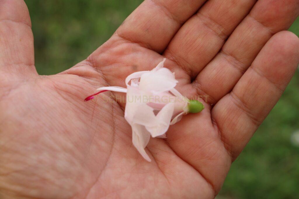 Schlumbergera 'Snow Drive'