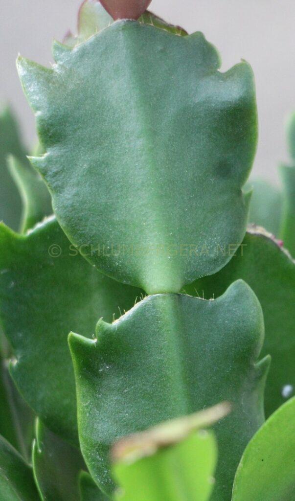 Schlumbergera 'Snow Drive'