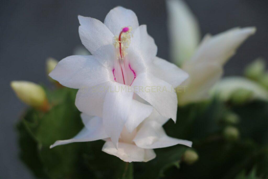 Schlumbergera 'Snow Drive'