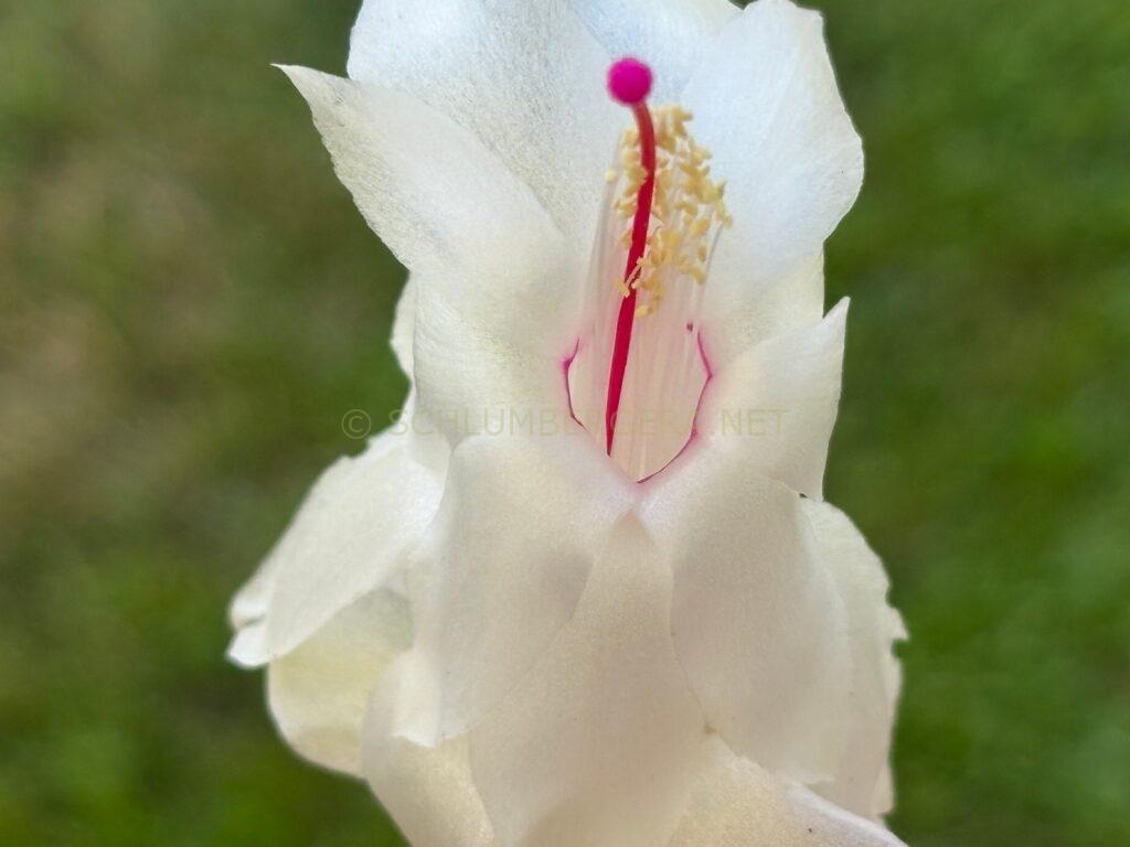 Schlumbergera 'Summer Demon'