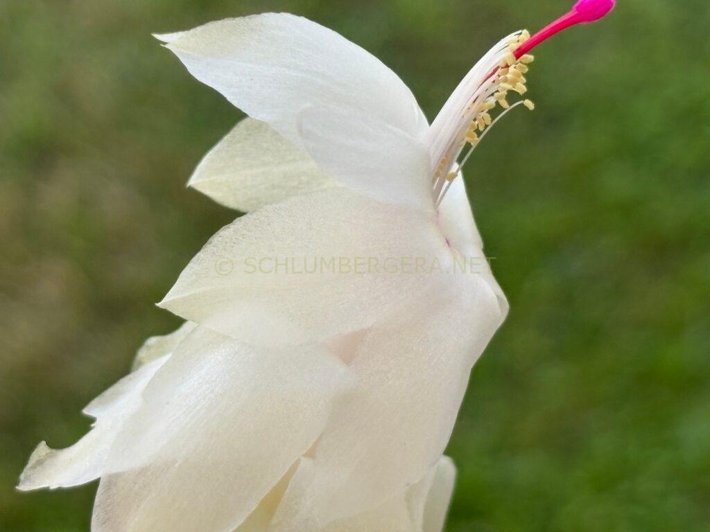 Schlumbergera 'Summer Demon'