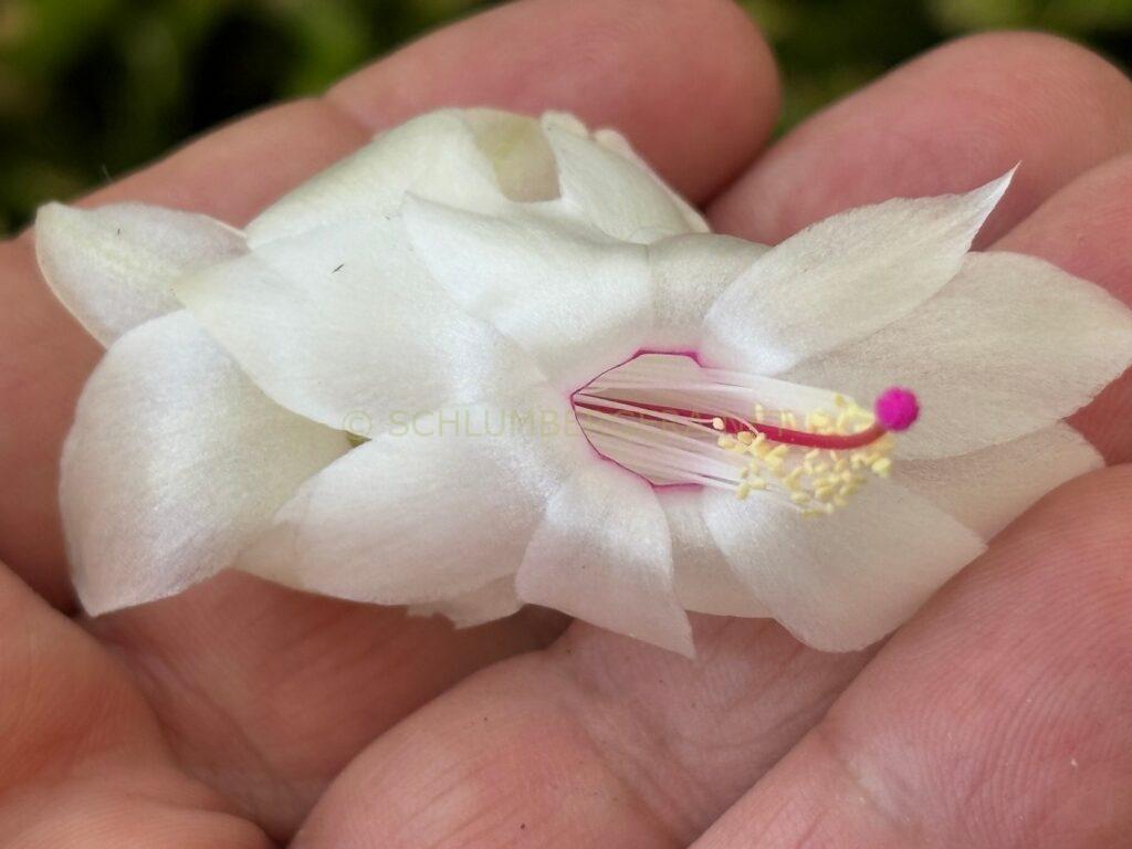 Schlumbergera 'Summer Demon'