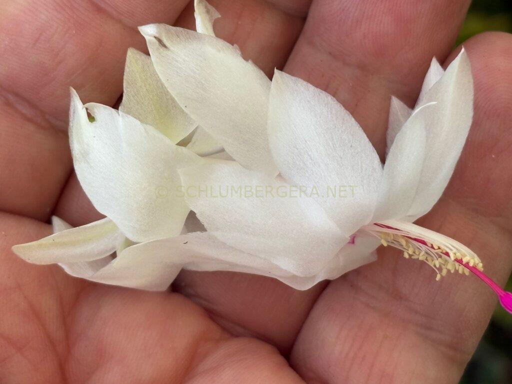 Schlumbergera 'Summer Demon'