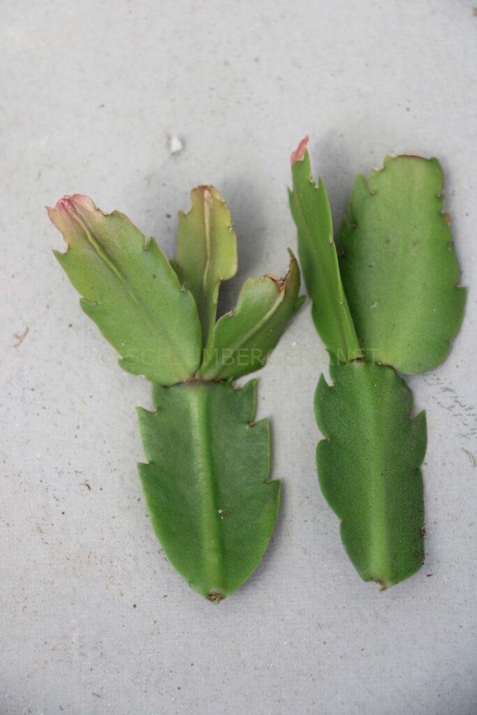 Schlumbergera 'Summer Demon'