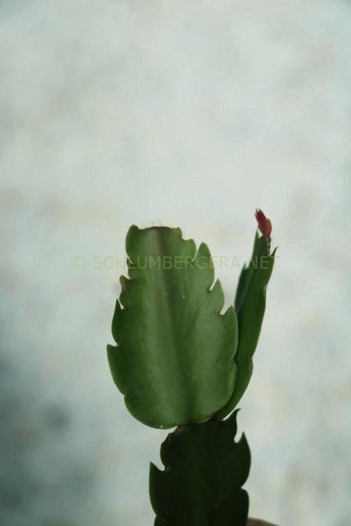 Schlumbergera 'Summer Demon'