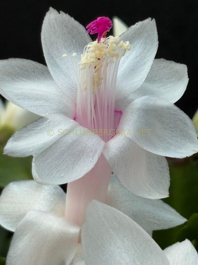 Schlumbergera 'Summer Snow'