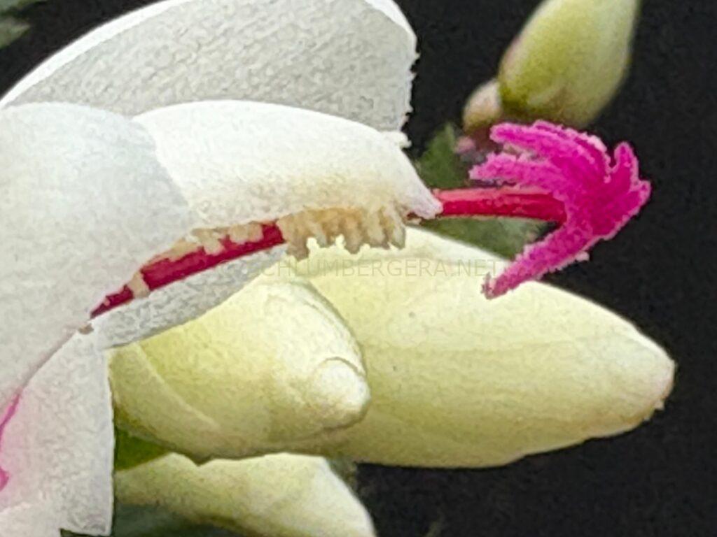 Schlumbergera 'Summer Snow'