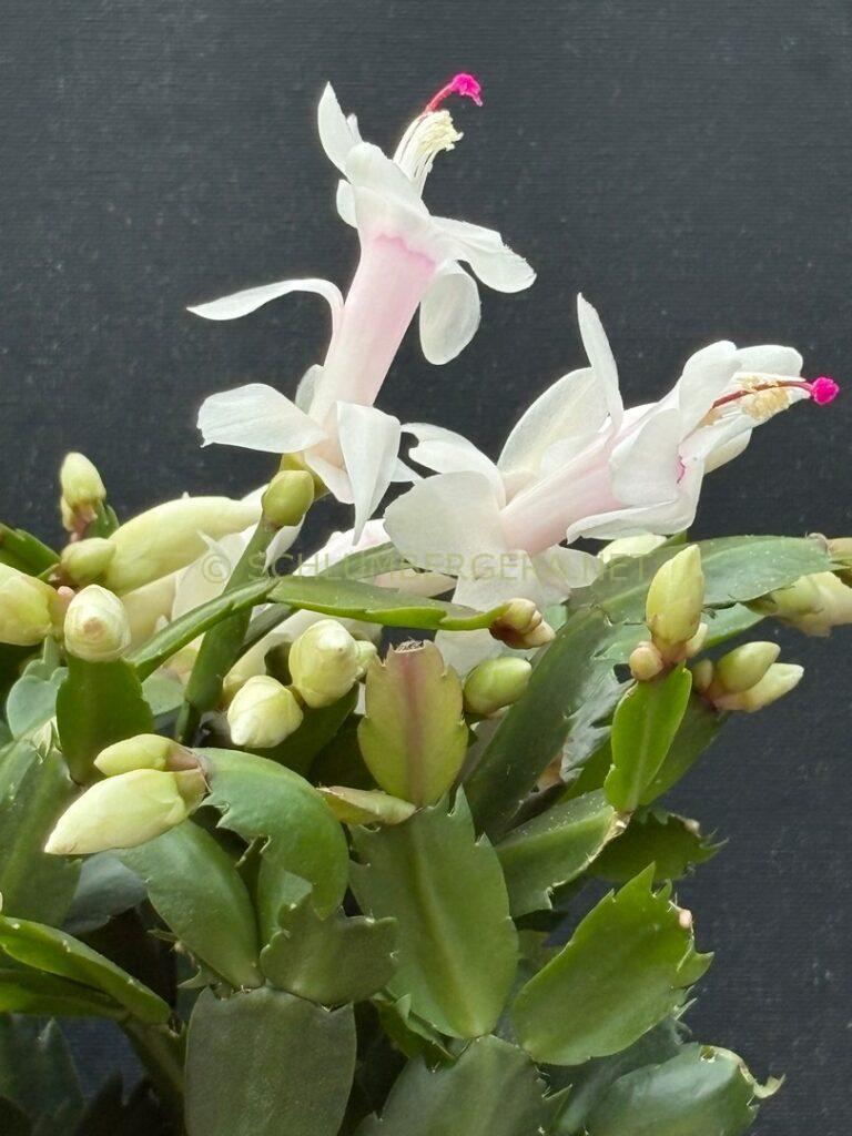 Schlumbergera 'Summer Snow'