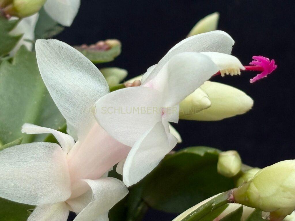 Schlumbergera 'Summer Snow'