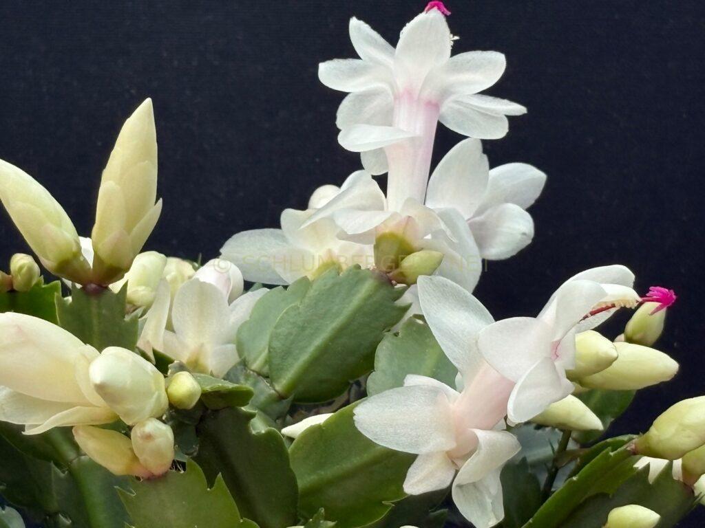 Schlumbergera 'Summer Snow'