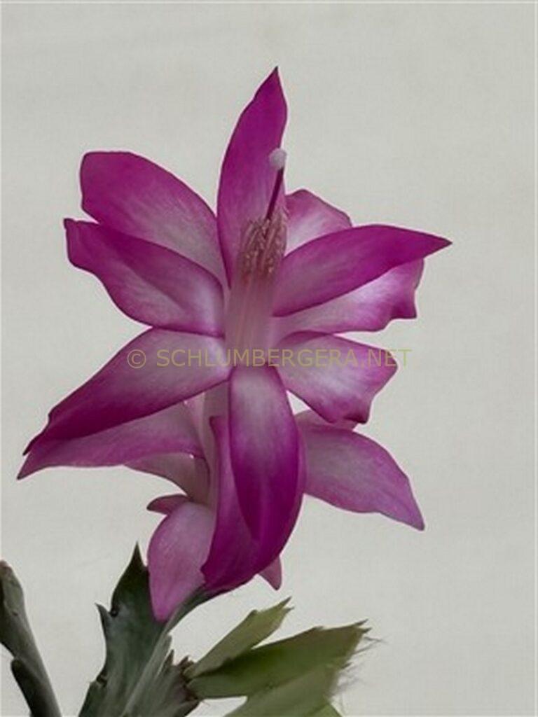 Schlumbergera 'Tropica'