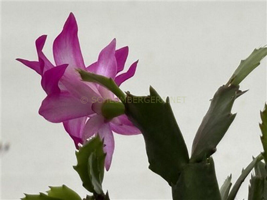 Schlumbergera 'Tropica'