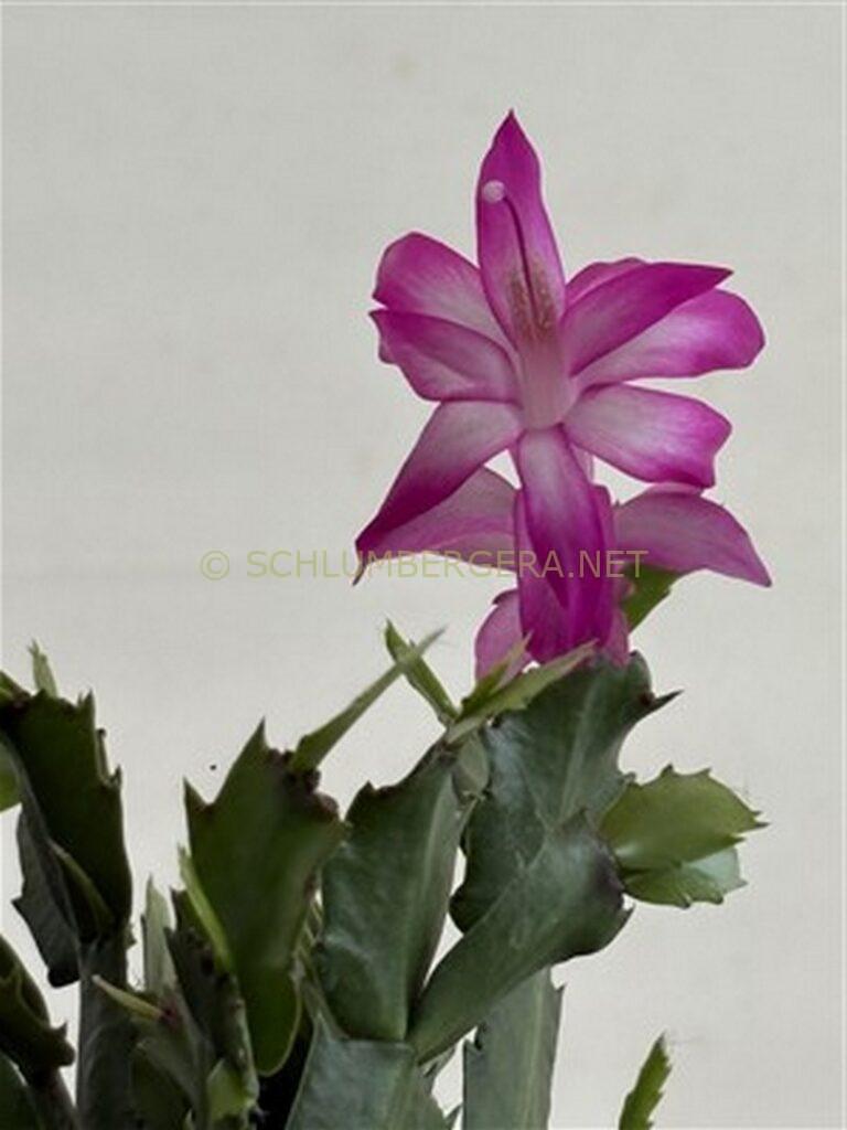 Schlumbergera 'Tropica'