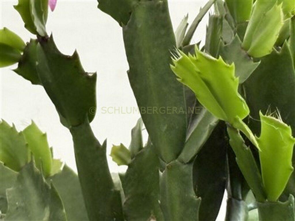 Schlumbergera 'Tropica'