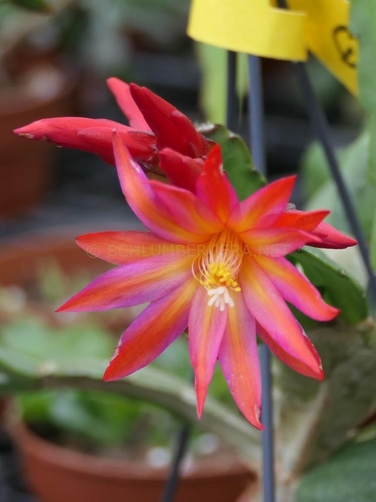 Rhipsalidopsis 'Quittlinga'