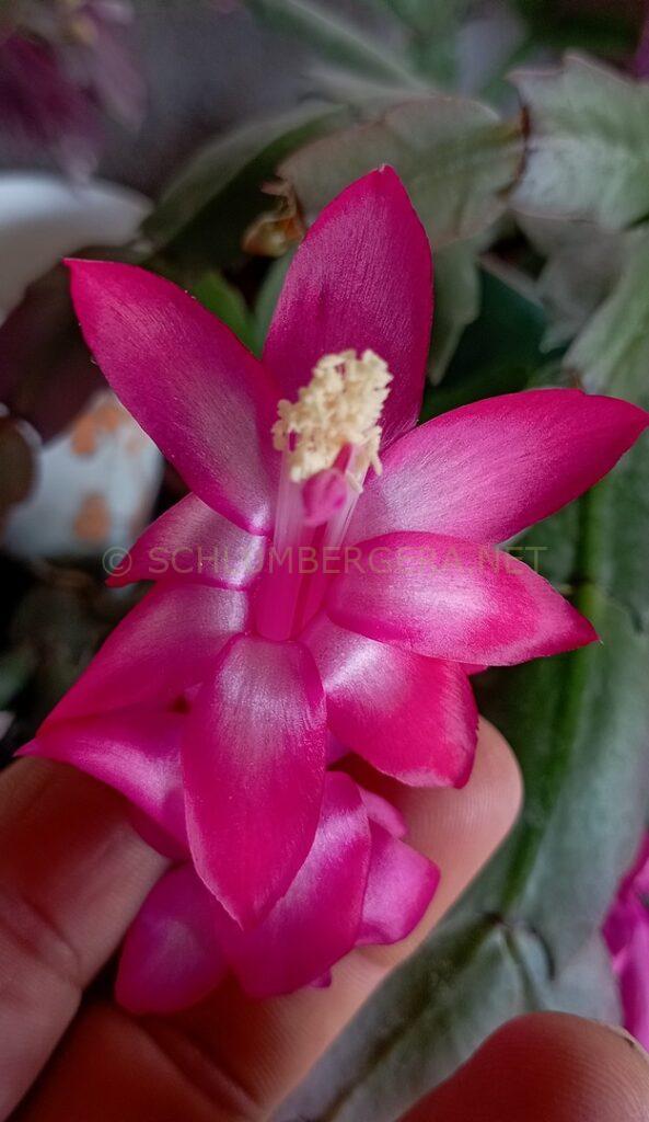 Schlumbergera 'Nadir Gonçalves'