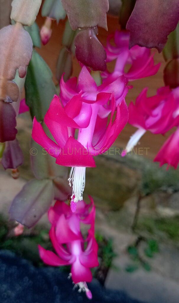 Schlumbergera 'Nadir Gonçalves'