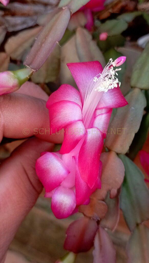 Schlumbergera 'Nadir Gonçalves'