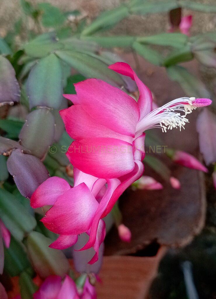 Schlumbergera 'Nadir Gonçalves'