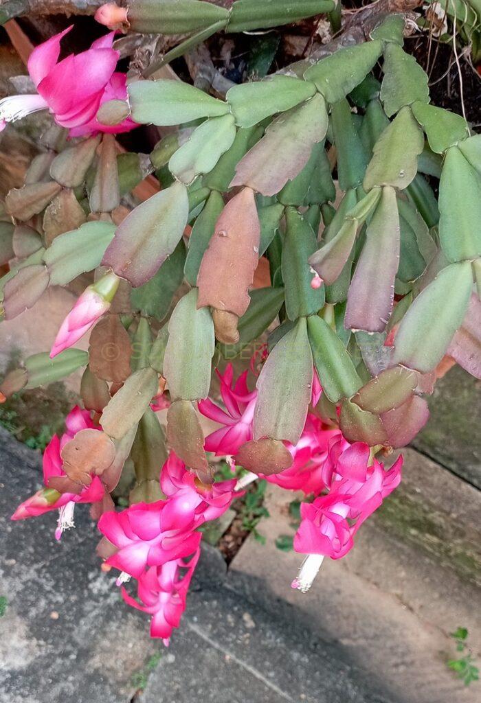 Schlumbergera 'Nadir Gonçalves'