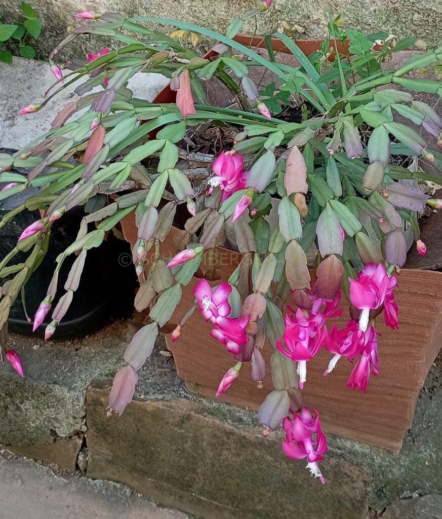 Schlumbergera 'Nadir Gonçalves'
