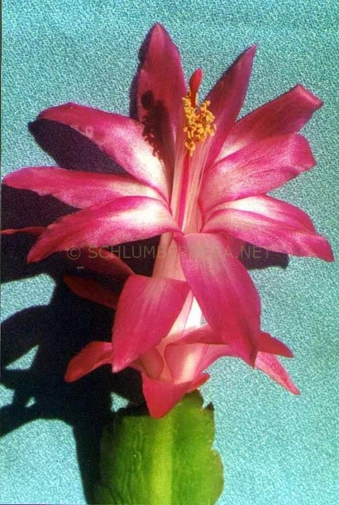 Schlumbergera 'Acme'