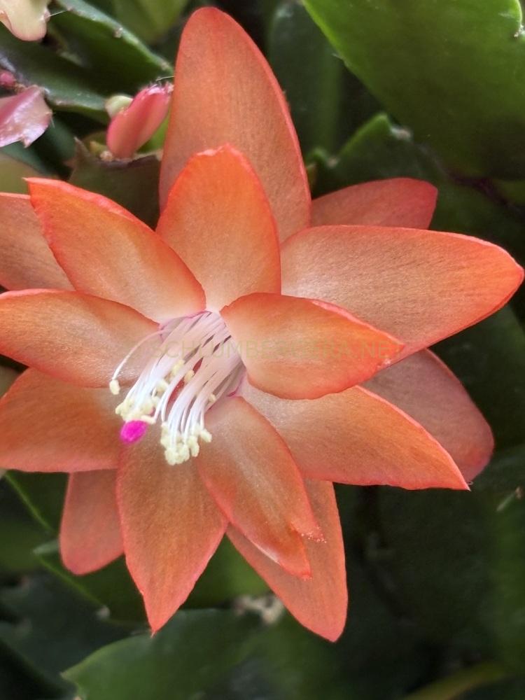 Schlumbergera 'Be My Lover'