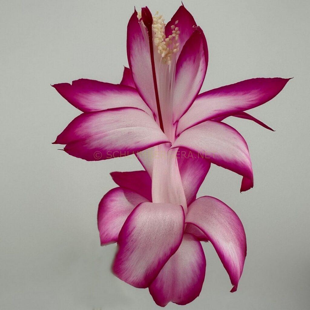 Schlumbergera 'Cranberry Rose'