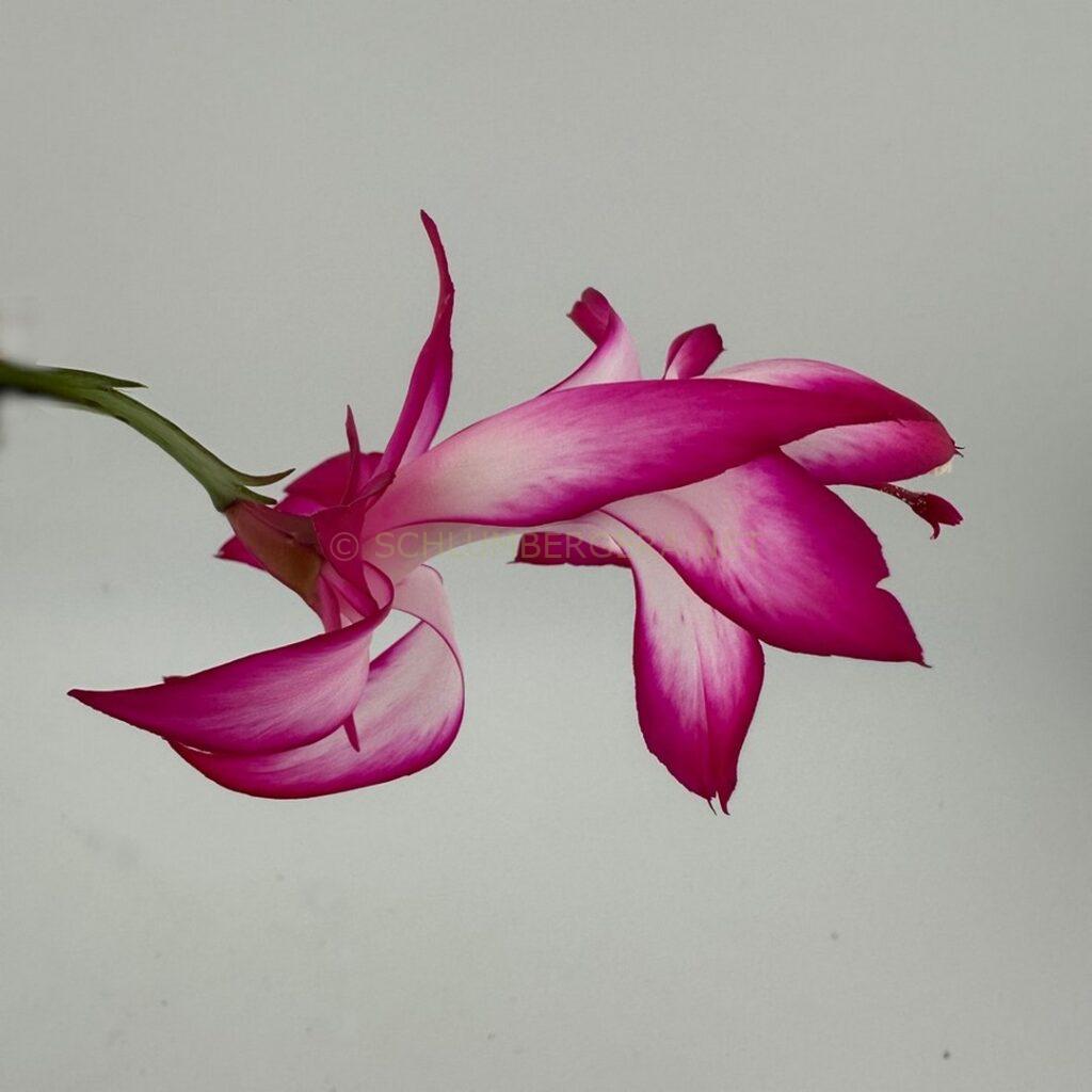 Schlumbergera 'Cranberry Rose'