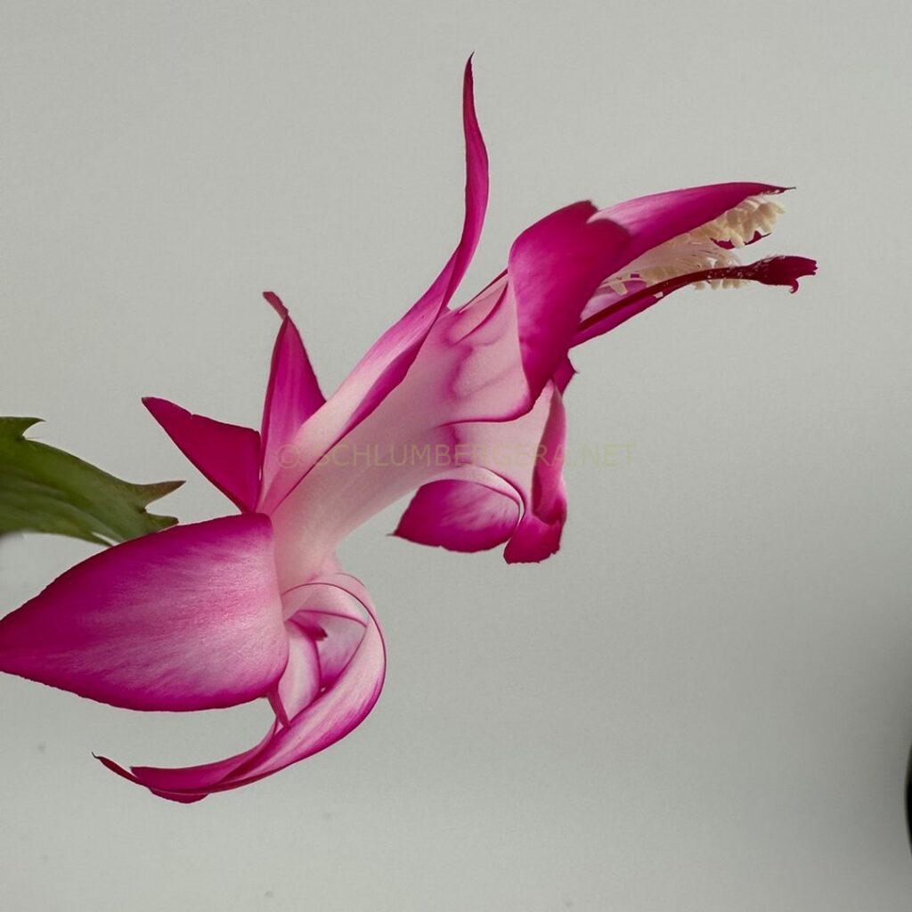 Schlumbergera 'Cranberry Rose'