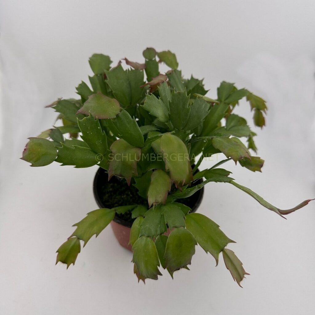 Schlumbergera 'Cranberry Rose'