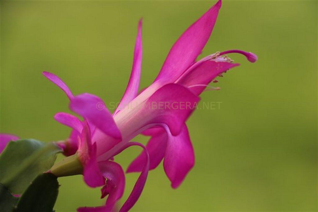 Schlumbergera 'Dramkoy'