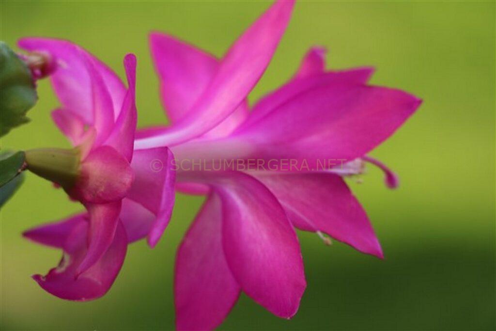 Schlumbergera 'Dramkoy'