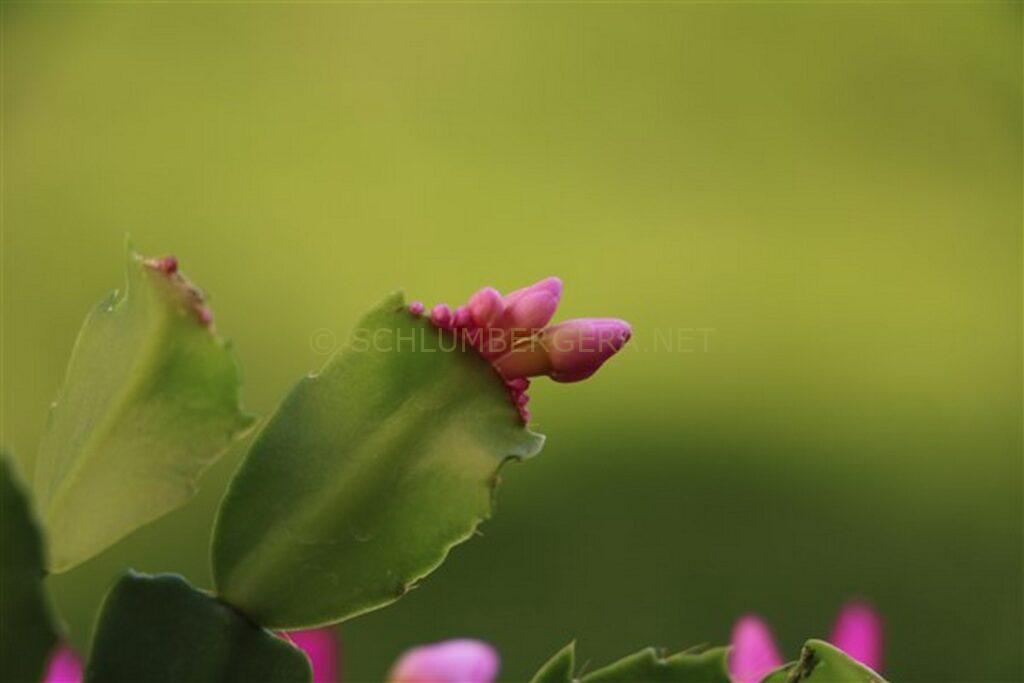 Schlumbergera 'Dramkoy'