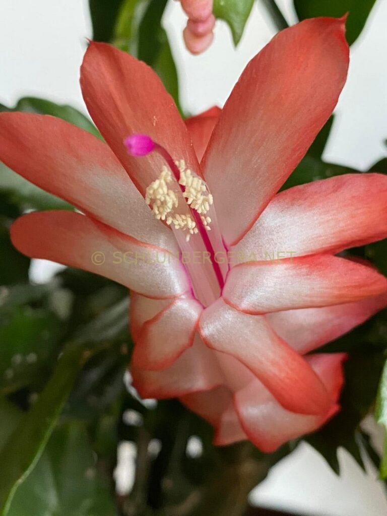 Schlumbergera 'La Noia'