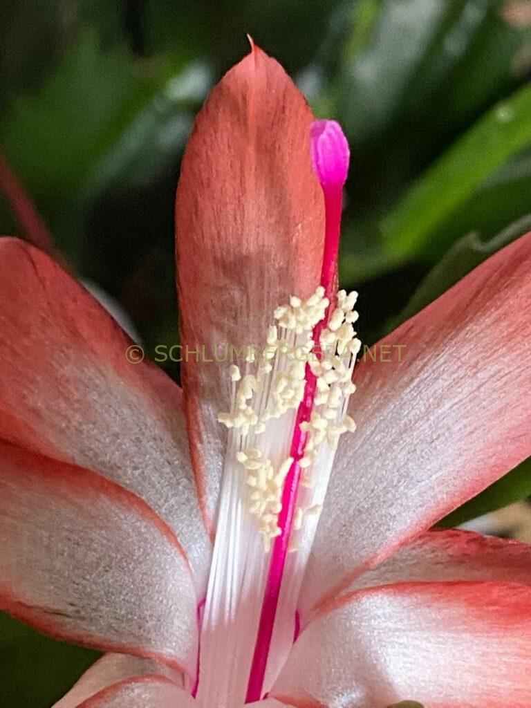 Schlumbergera 'La Noia'