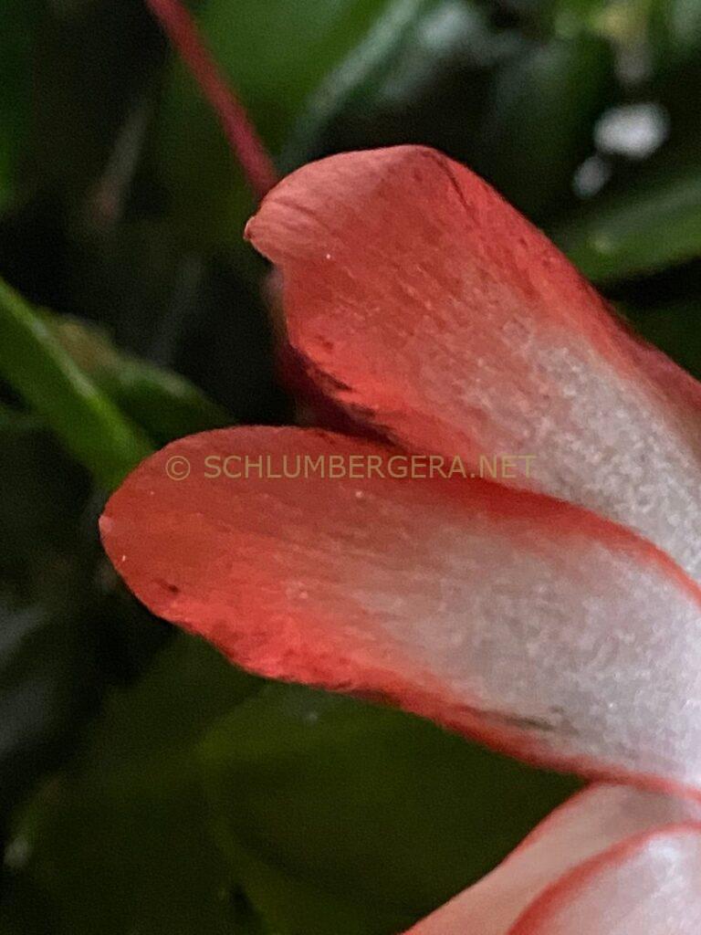 Schlumbergera 'La Noia'